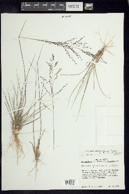 Eragrostis trichocolea var. floridana image