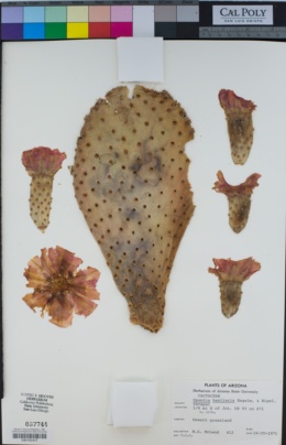 Image of Opuntia basilaris