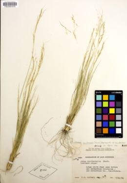 Eriocoma occidentalis subsp. occidentalis image
