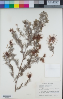 Grevillea thelemanniana image