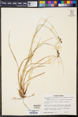 Carex caroliniana var. cuspidata image