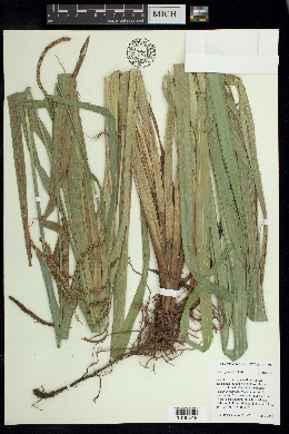 Image of Carex agastachys