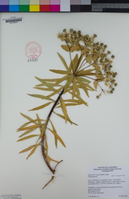 Image of Euphorbia virgata