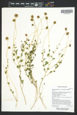 Encelia resinifera subsp. resinifera image