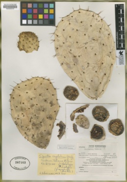 Image of Opuntia crystalenia
