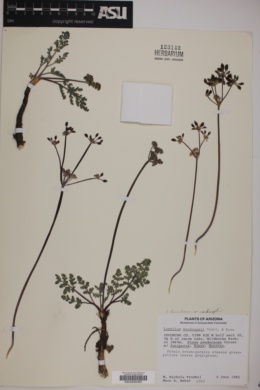 Lomatium foeniculaceum ssp. macdougalii image