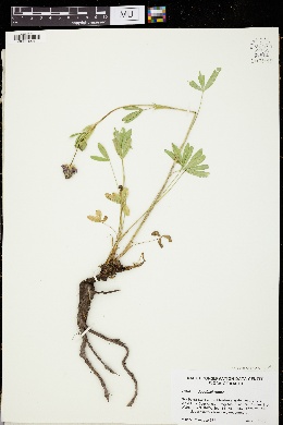 Trifolium douglasii image