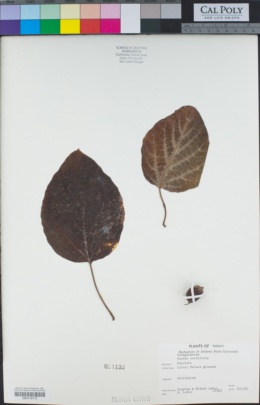 Image of Cordia cordifolia