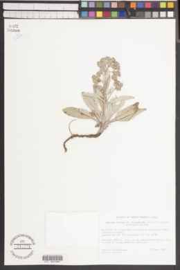 Phacelia hastata var. leucophylla image