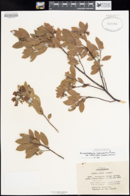 Arctostaphylos manzanita subsp. laevigata image