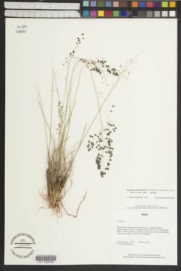 Image of Eragrostis ancashensis