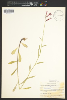 Lobelia cardinalis var. graminea image