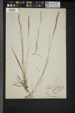 Brachypodium pinnatum image
