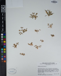 Mollugo verticillata image