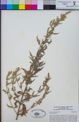 Ambrosia psilostachya image