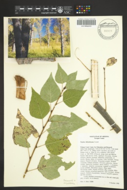 Image of Populus x hinckleyana