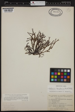 Feldmannia hemisphaerica image