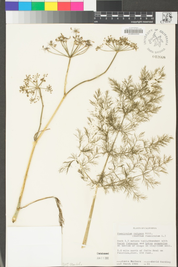 Foeniculum vulgare image