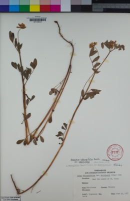 Hosackia oblongifolia var. oblongifolia image