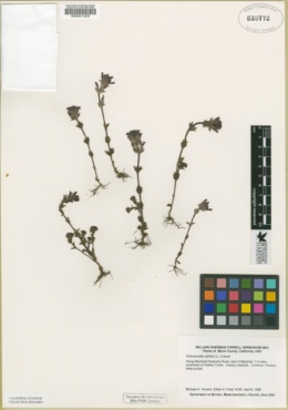 Image of Parentucellia latifolia