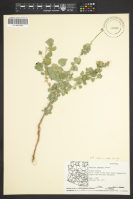Abutilon incanum subsp. pringlei image