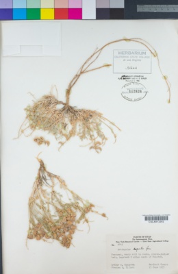 Image of Astragalus desperatus