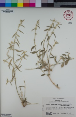 Image of Ditaxis lanceolata