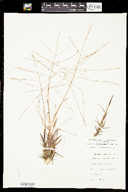 Gymnopogon floridanus image