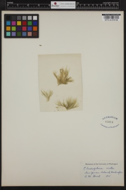 Cladophora arcta image
