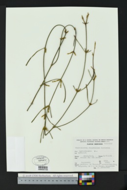 Image of Phoradendron rhipsalinum