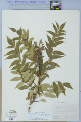 Image of Rhus lanceolata
