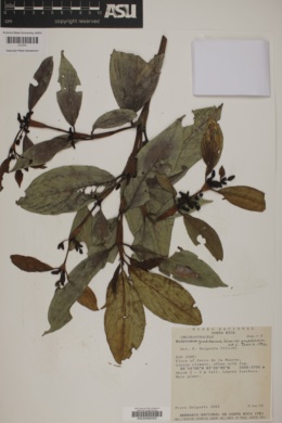 Hedyosmum goudotianum var. goudotianum image