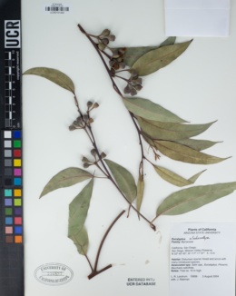 Eucalyptus sideroxylon image