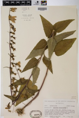 Campanula rapunculoides image