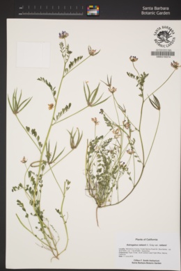 Astragalus rattanii var. rattanii image