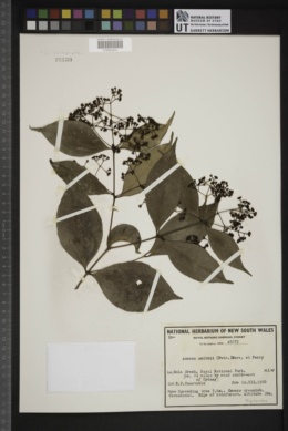 Syzygium smithii image