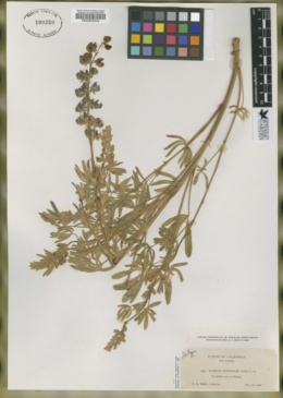 Lupinus inyoensis image