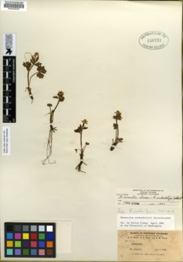 Ranunculus ocreatus image