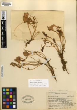 Claytonia nevadensis image