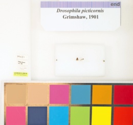 Drosophila picticornis image