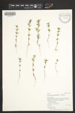 Crusea diversifolia image