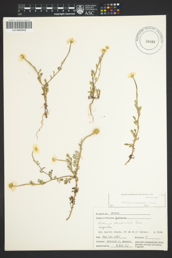 Anthemis pseudocotula image