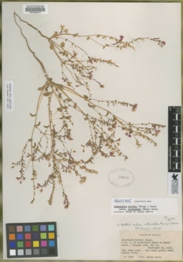 Eremothera boothii subsp. intermedia image