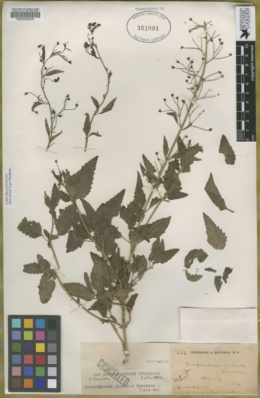 Image of Scrophularia parviflora