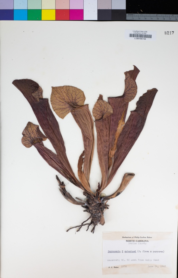 Sarracenia × catesbaei image