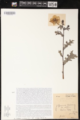 Argemone albiflora subsp. albiflora image