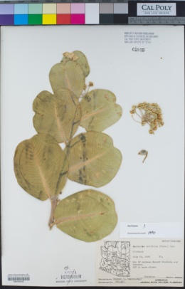 Image of Asclepias latifolia