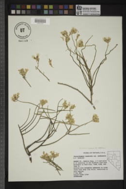 Ericameria nauseosa var. washoensis image