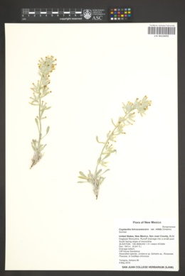 Oreocarya fulvocanescens var. nitida image
