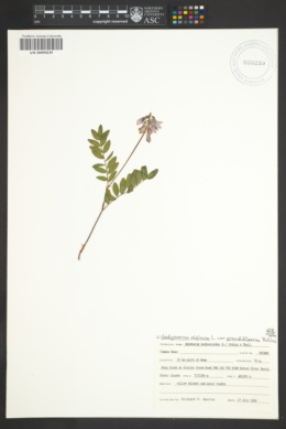 Hedysarum alpinum var. grandiflorum image